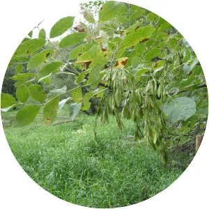 Oregon ash - Plants