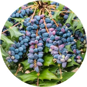 Oregon Grape