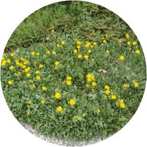 Oregon gumweed