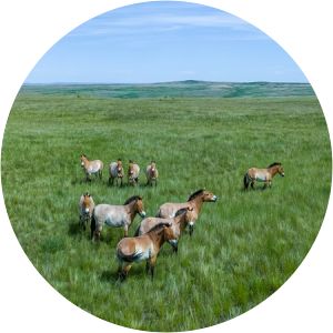 Orenburg Nature Reserve