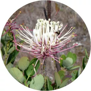 Oreocallis grandiflora - 