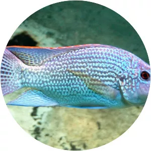 Oreochromis