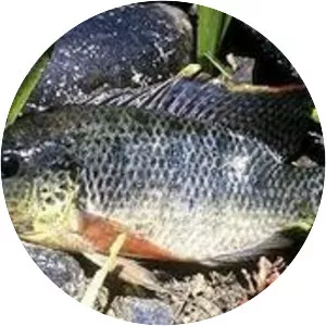 Oreochromis urolepis hornorum