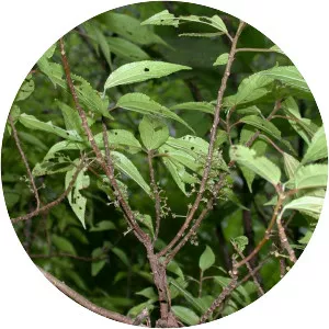 Oreocnide pedunculata - 