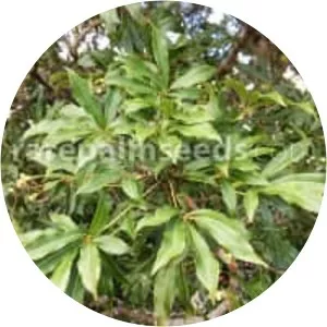 Oreopanax xalapensis
