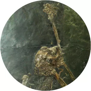 Oreopithecus bambolii