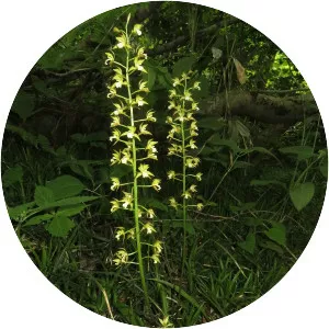 Oreorchis patens