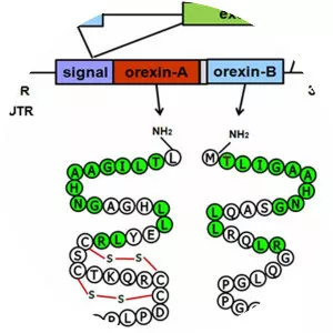 Orexin - 