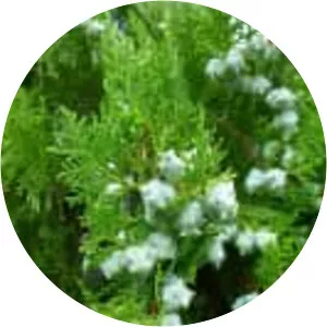 Oriental Arbor-vitae