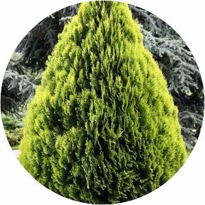 Oriental Arborvitae