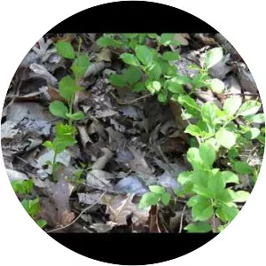 Oriental bittersweet - Plants