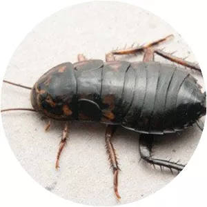 Oriental cockroach
