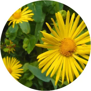 Oriental leopard's-bane