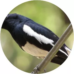 Oriental magpie-robin