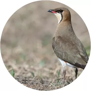 Oriental pratincole
