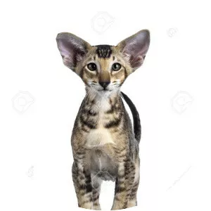 Oriental Shorthair - Cat breed