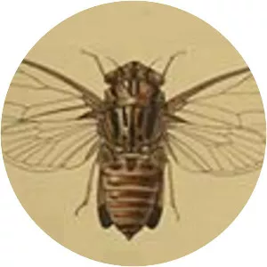 Orientopsaltria