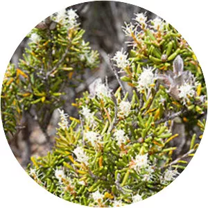 Orites revolutus - Plants