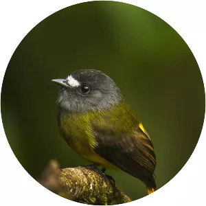 Ornate flycatcher