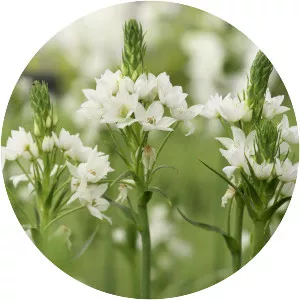 Ornithogalum - Plants
