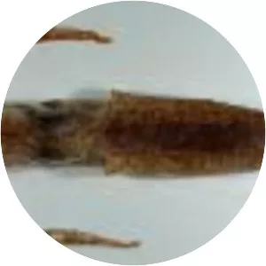 Ornithoteuthis volatilis