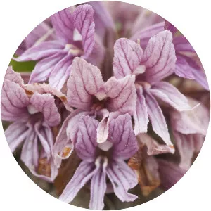 Orobanche californica