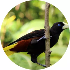 Oropendola