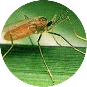 Orseolia oryzae
