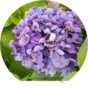 Ortensia - Fictional character