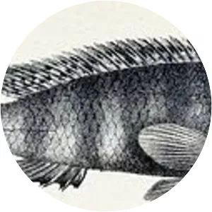 Orthochromis stormsi - 