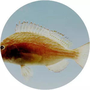 Orthopristis chrysoptera