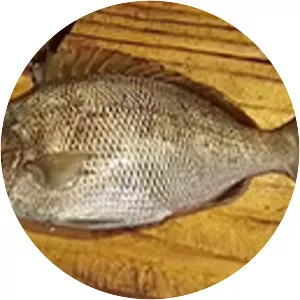 Orthopristis ruber - 