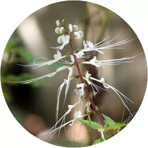 Orthosiphon aristatus