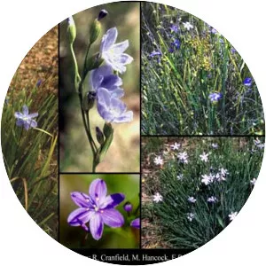 Orthrosanthus laxus - 