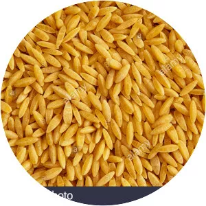 Orzo - Pasta