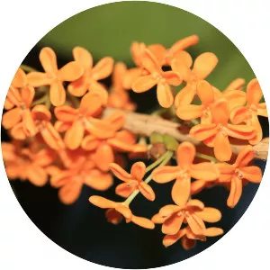 Osmanthus fragrans var. aurantiacus - Plants