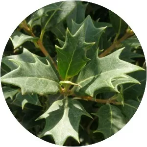 Osmanthus heterophyllus