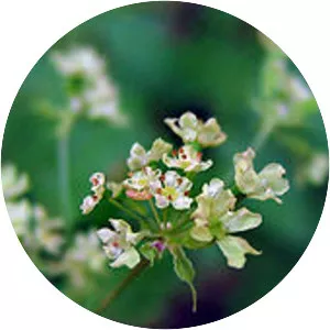 Osmorhiza brachypoda