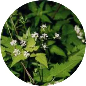 Osmorhiza claytonii - Plants