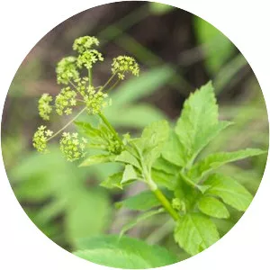 Osmorhiza occidentalis - Plants