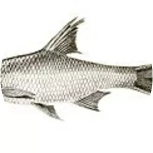 Osteobrama bakeri - Fish