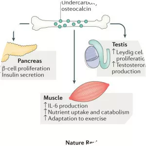 Osteocalcin
