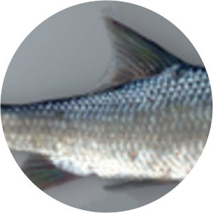 Osteochilichthys photograph