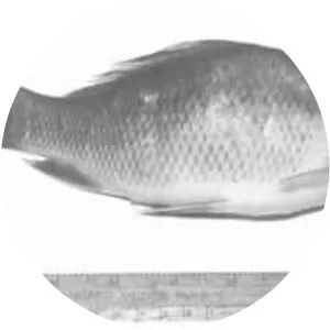 Osteochilus melanopleura