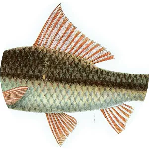 Osteochilus microcephalus