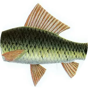 Osteochilus spilurus - 