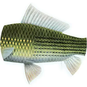 Osteochilus vittatus