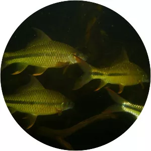 Osteochilus waandersii