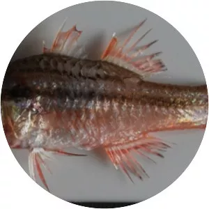 Ostorhinchus fasciatus - 