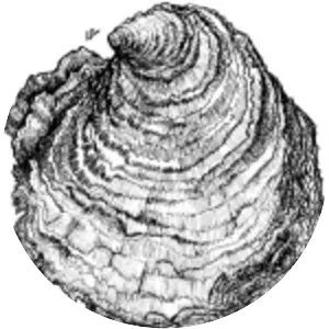 Ostrea